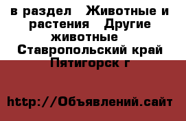  в раздел : Животные и растения » Другие животные . Ставропольский край,Пятигорск г.